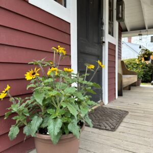 Patio Pots